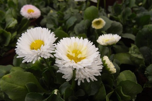 R1100355.jpg