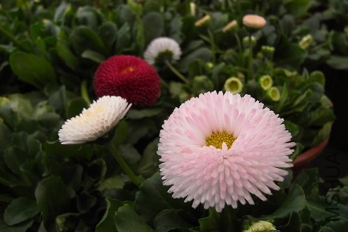 R1100357.jpg