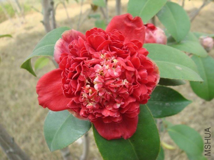 С������֦