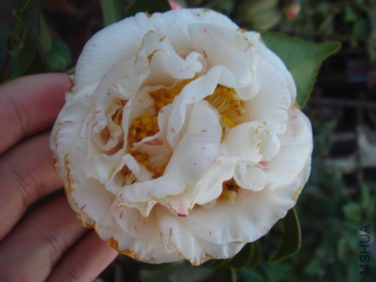 ���������ˣ����ο���ÿ�仨�����������׵״�ϸС�ĺ�㣬ĸ�����������š�