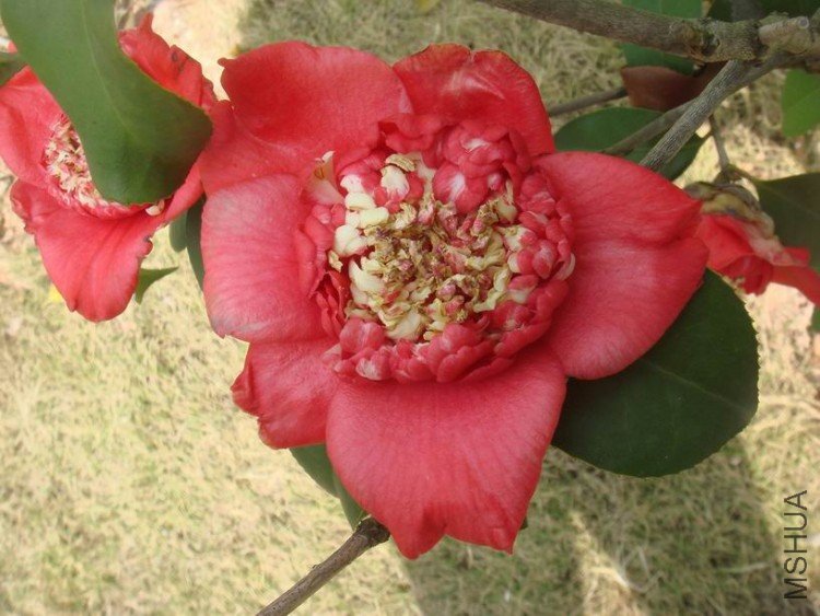 �������֦