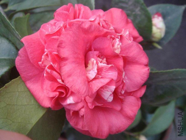 �����仯��������һ����ͬһ�û�