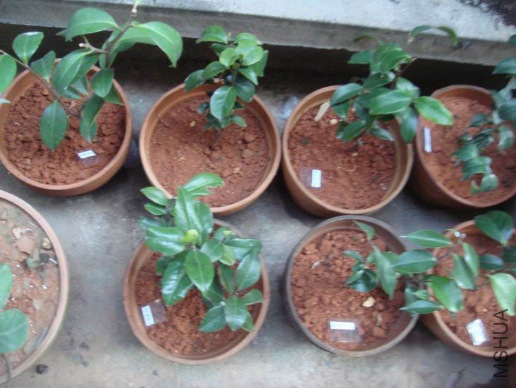 �½���С��