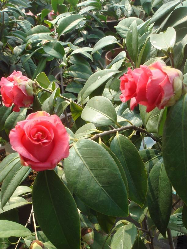 ���ϳݰꣿû�гݡ�