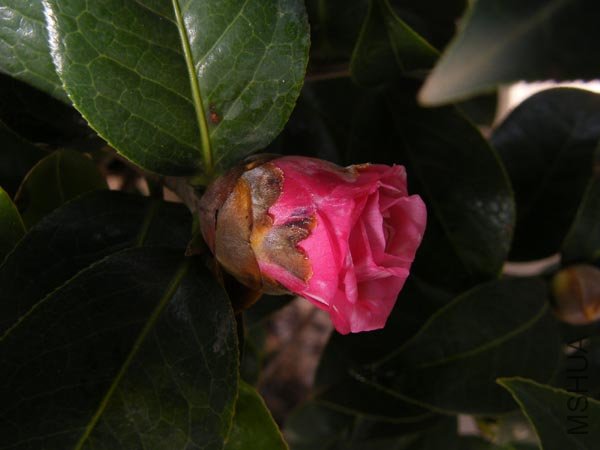 DSCF3975 ����.jpg