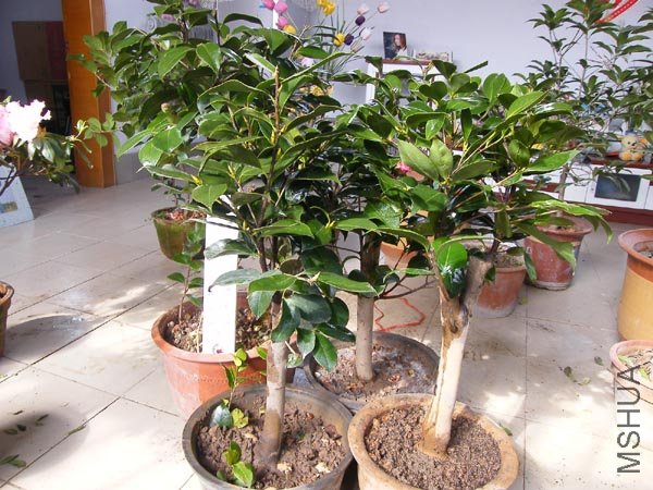 DSCF3992 ����.jpg