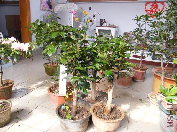 DSCF3991 ����.jpg