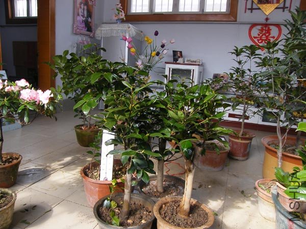 DSCF3990 ����.jpg