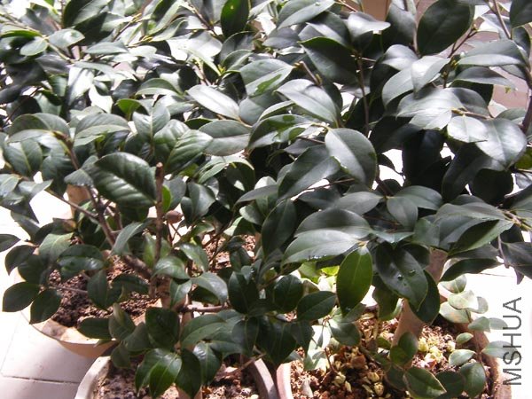 DSCF3984 ����.jpg