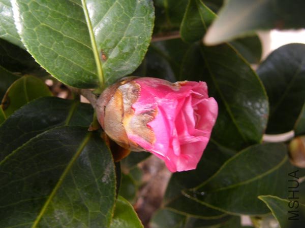 DSCF3974 ����.jpg