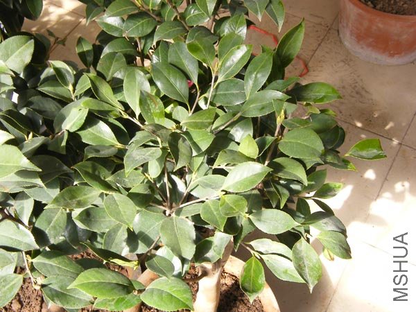 DSCF3979 ����.jpg