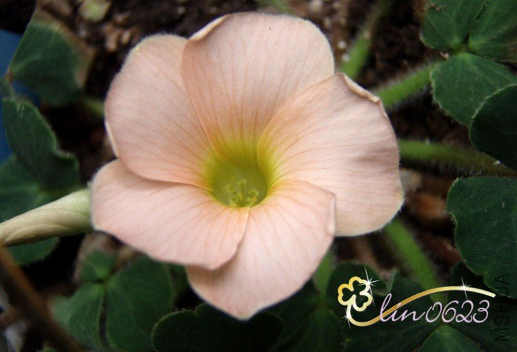 Oxalis pulchella var.tomentosa.JPG