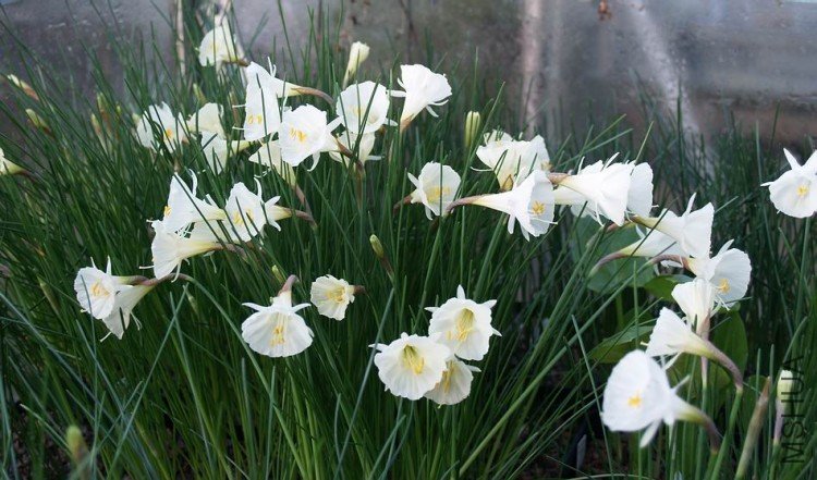 Narcissus-romieuxii-mesatlanticus-enmasse.jpg