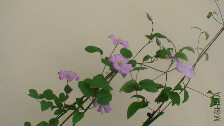 ��������.