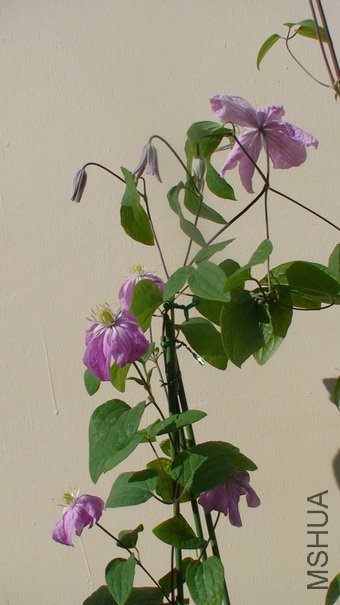 ������������������ѿ�����,����Ϊ�����ܿ���7����ŵ�ʢ����,��......