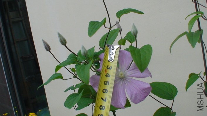 ��������8cm.