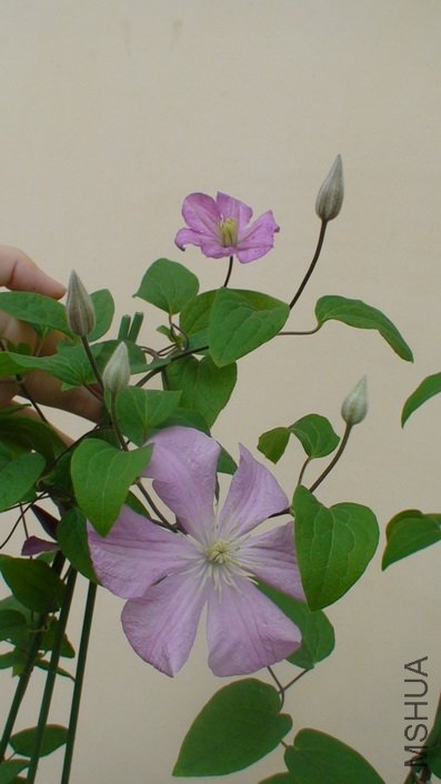 �»����ϻ��Ĵ�С�Ա�