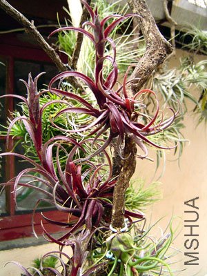 Capitata v Doming.jpg