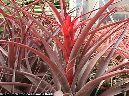 Capitata Rubra.jpg