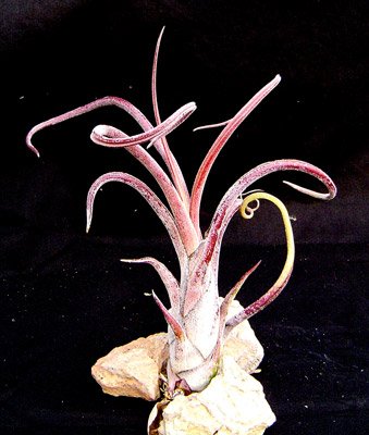 Caput-Medusae Purple.jpg