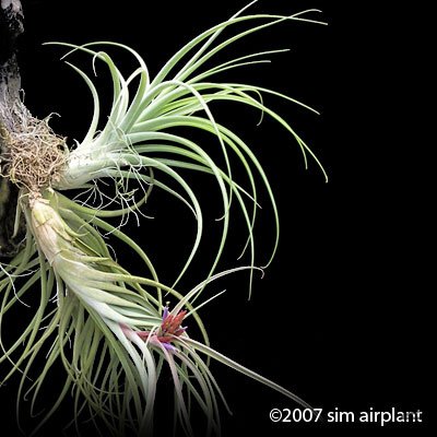 Caput-Medusae X Brachy.jpg