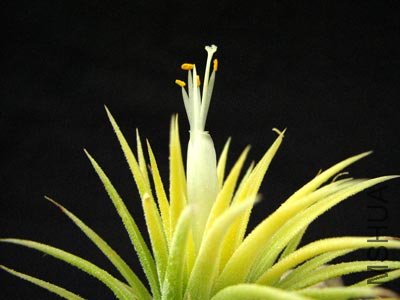 Ionantha Albino.jpg