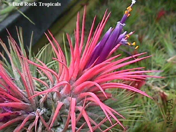 ionantha Guat.jpg