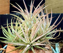 ionantha mexica.jpg