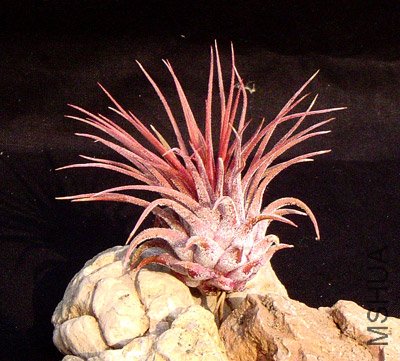 Ionantha Rosita.jpg