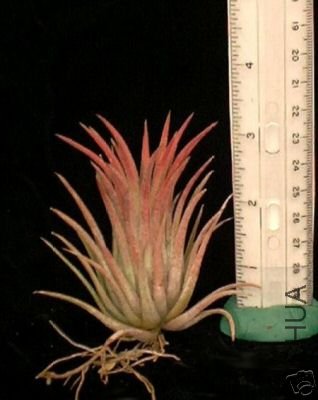 Ionantha_Tall_Velvet.jpg