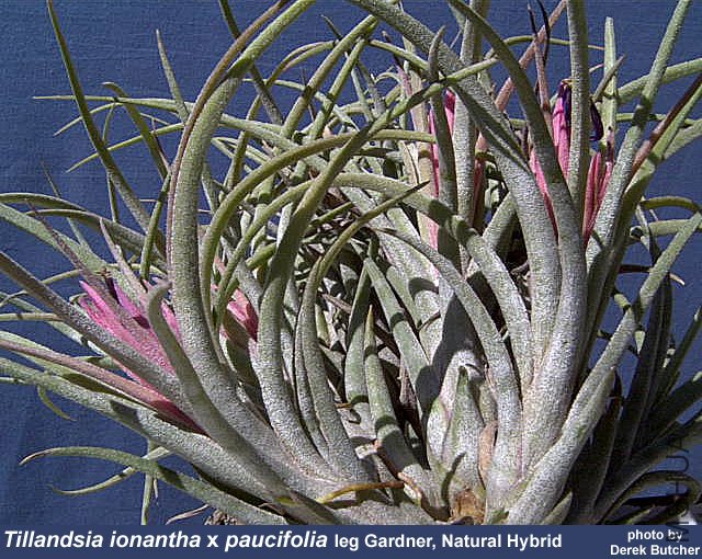 ionantha X paucifolia.jpg