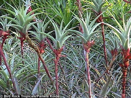 Latifolia Enano Red.jpg
