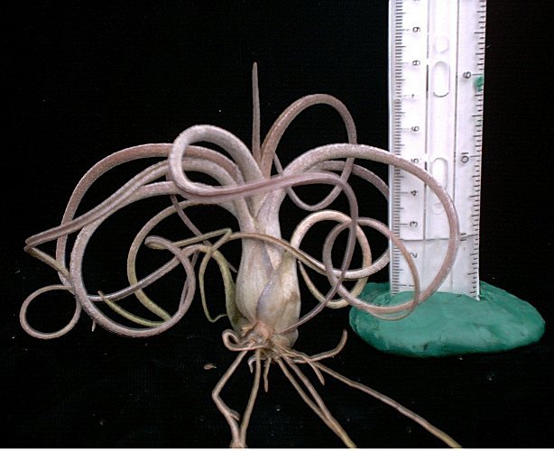 pruinosa x ariza-juliae.jpg