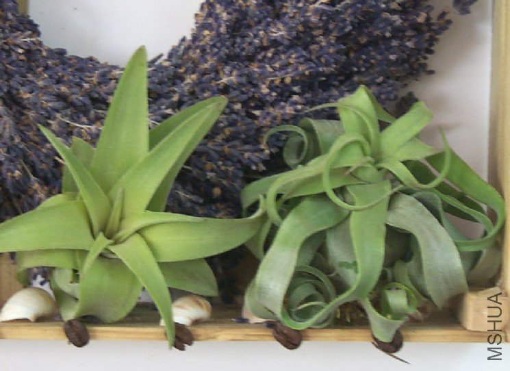 Streptophylla.jpg