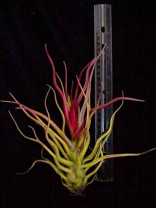 streptophylla X bulbosa.jpg
