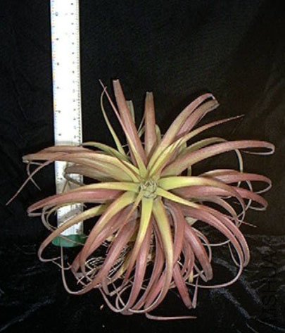 Streptophylla x Xero.jpg
