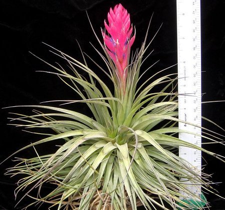 stricta-giganticus.jpg