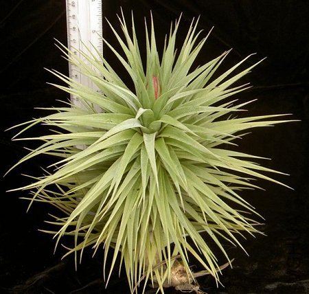 stricta grand selecta.jpg