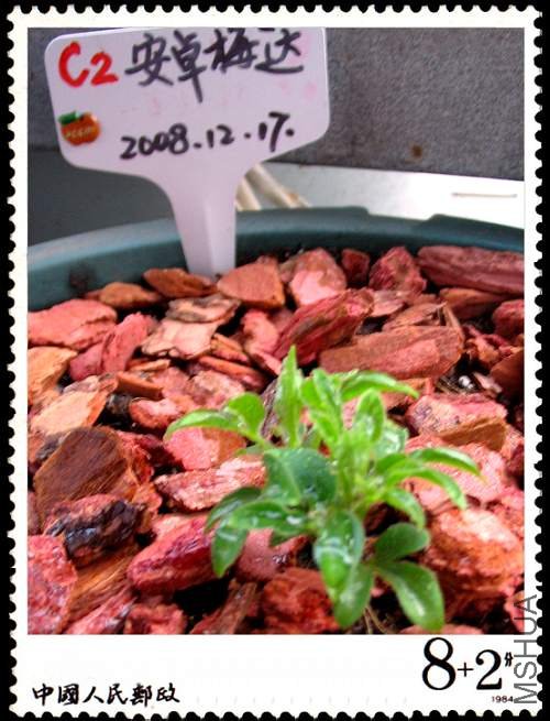 ��Ƭ20090216 008.jpg