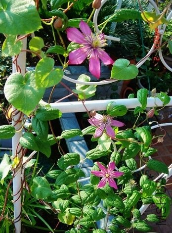 �������ﰺ