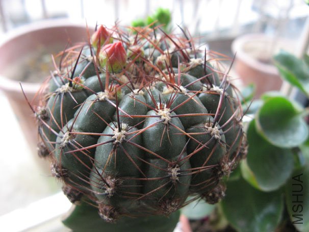 ����޽���,�����Ǻ�ɫ�Ļ�Ү~�ڴ�