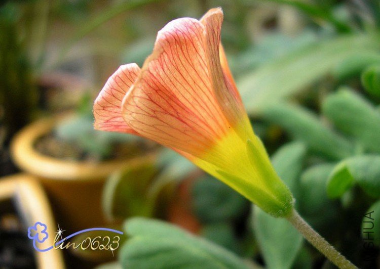 Oxalis obtusa Tangerine .JPG