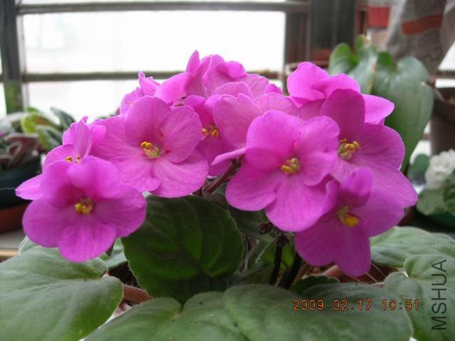 �{����Сafrican violet-������-2009-0217-DSCN9209.JPG
