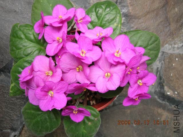 �{����Сafrican violet-������-2009-0217-DSCN9213.JPG