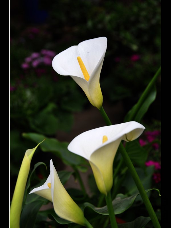 DSC_0003-1.jpg