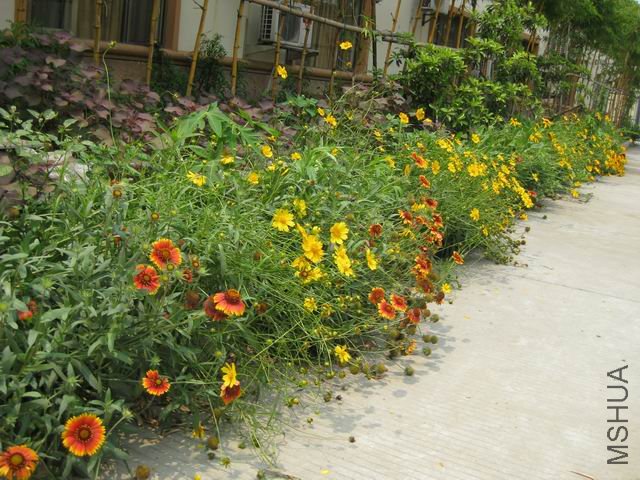 ������С IMG_0236.JPG