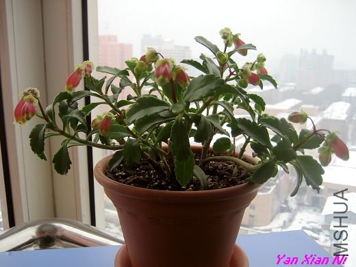 �޼�С�� 008.jpg