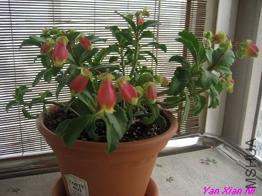 �޼�С�� 010.jpg