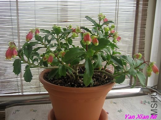 �޼�С�� 009.jpg