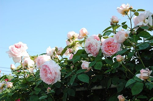 ap_F23_20080515092035397.jpg